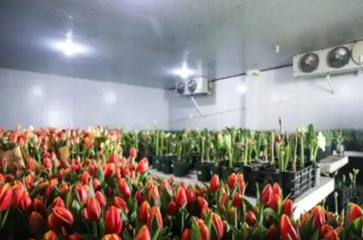 鮮花冷庫 鮮花冷庫