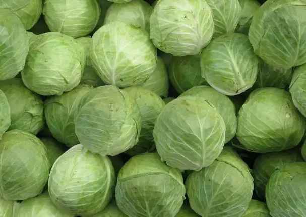 包菜保鮮冷庫(kù) 包菜保鮮冷庫(kù)