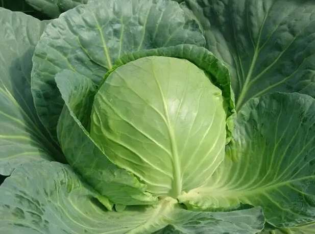 包菜冷庫(kù) 包菜冷庫(kù)