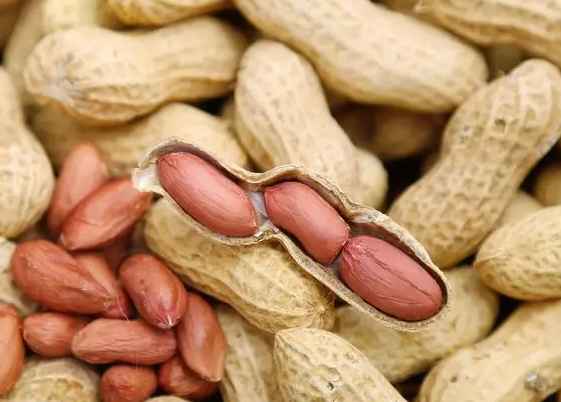 五百立方花生保鮮冷庫(kù)造價(jià)多少錢