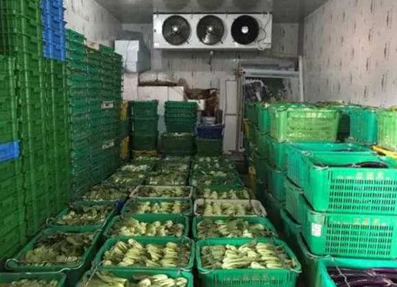 500立方青菜保鮮冷庫安裝價(jià)格 500立方青菜保鮮冷庫安裝價(jià)格