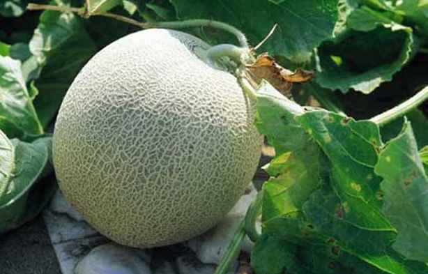 哈密瓜保鮮冷庫建造前需要考慮哪些因素 哈密瓜保鮮冷庫建造前需要考慮哪些因素