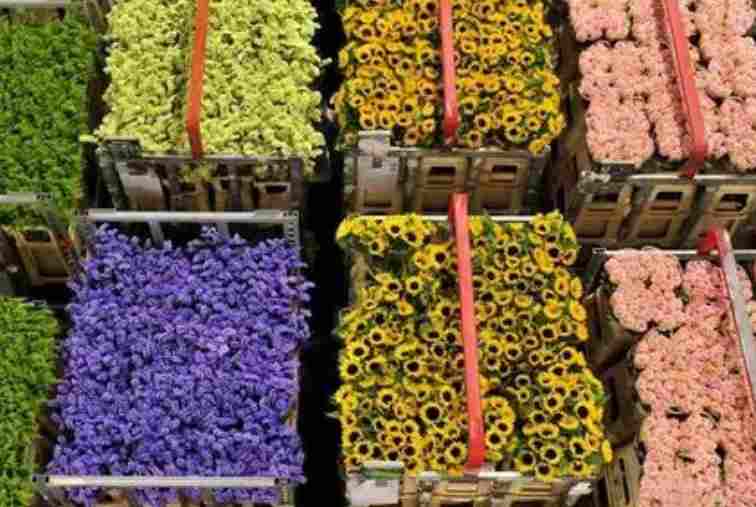 鮮花冷庫安裝多少錢一平方 鮮花冷庫安裝多少錢一平方