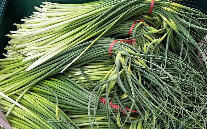 蒜苔冷庫保鮮利潤有多大 蒜苔冷庫保鮮利潤有多大