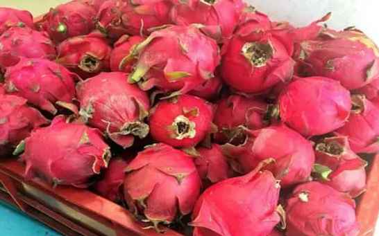 火龍果冷庫儲存溫度是多少度 火龍果冷庫儲存溫度是多少度