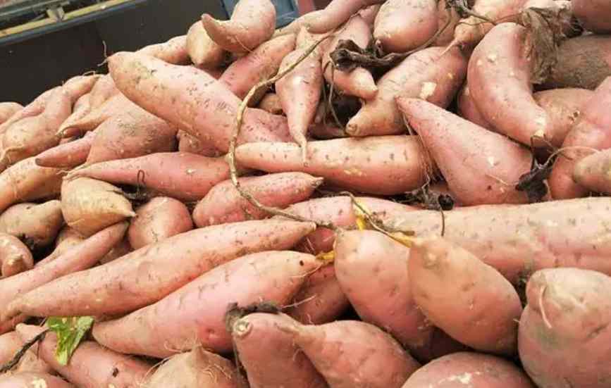 保鮮冷庫儲存大批量紅薯儲存技術要求 保鮮冷庫儲存大批量紅薯儲存技術要求