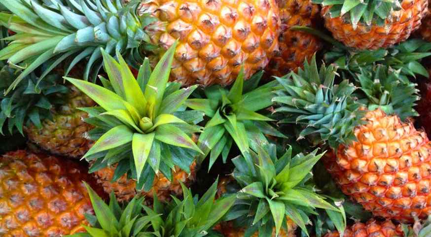 菠蘿可以放到冷庫里保鮮存儲嗎 菠蘿可以放到冷庫里保鮮存儲嗎