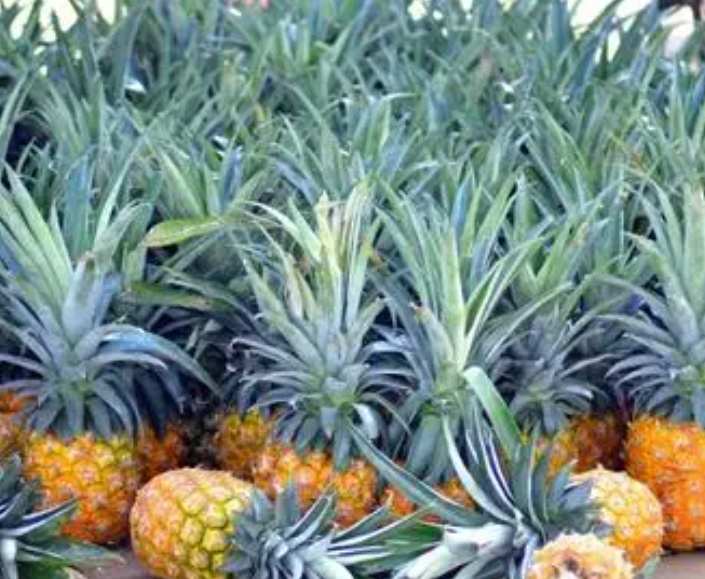 鳳梨在冷庫(kù)放多長(zhǎng)時(shí)間 鳳梨在冷庫(kù)放多長(zhǎng)時(shí)間