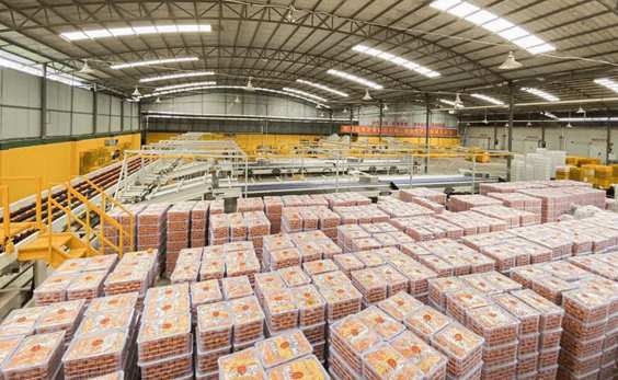 沃柑冷庫保鮮存儲技術方法 沃柑冷庫保鮮存儲技術方法