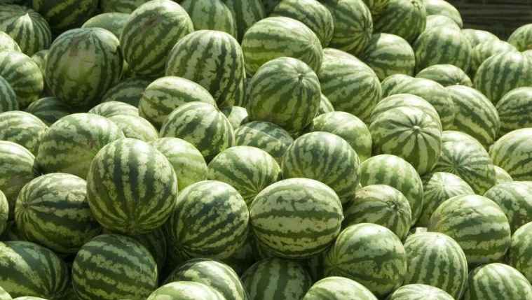 西瓜冷庫(kù)存儲(chǔ)時(shí)間和溫度