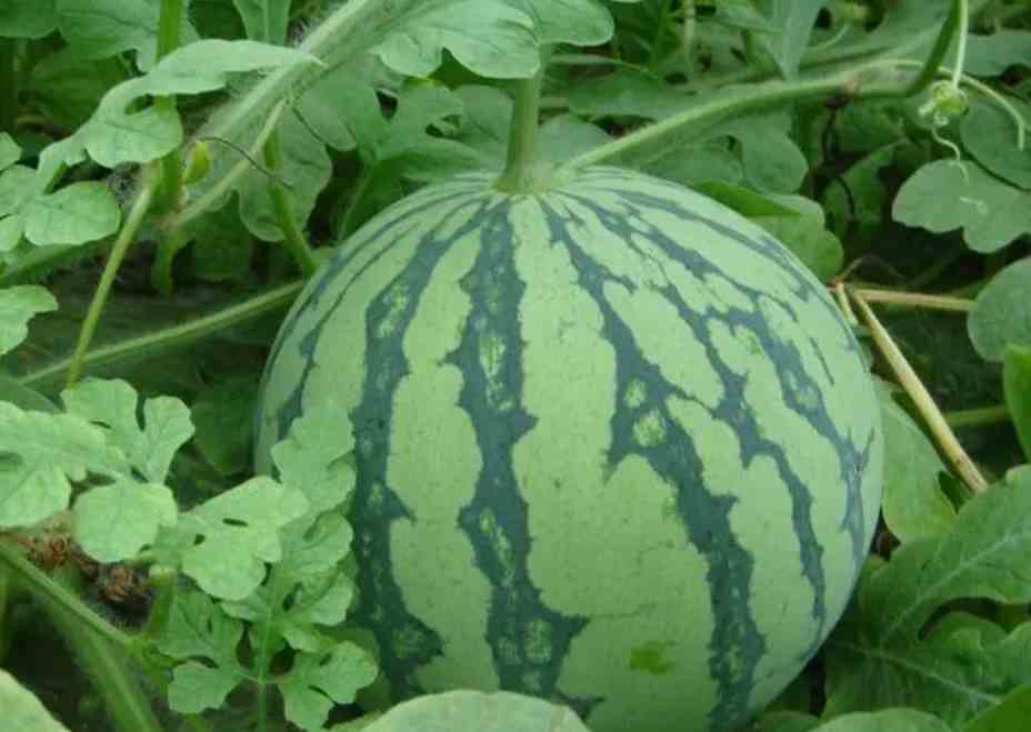 西瓜冷庫(kù)存儲(chǔ)時(shí)間和溫度