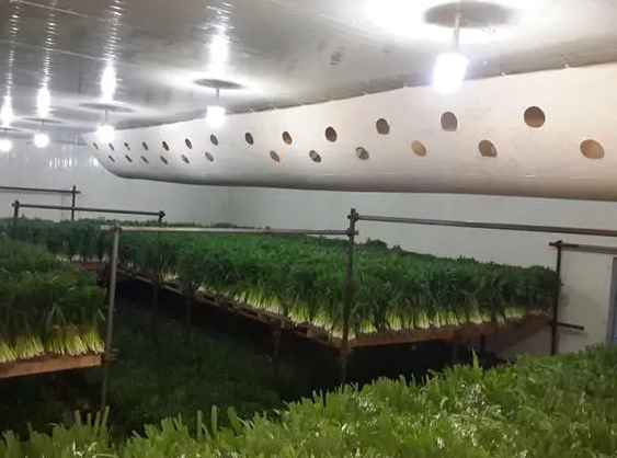 蔬菜保鮮冷庫建設方案及流程 蔬菜保鮮冷庫建設方案及流程