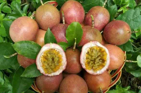 百香果冷庫儲存技巧和方法 百香果冷庫儲存技巧和方法