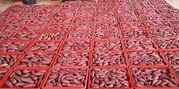 建造地瓜保鮮冷庫(kù)需要多少錢(qián)