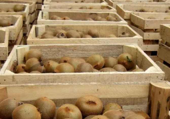 獼猴桃冷庫儲存方法 獼猴桃冷庫儲存方法