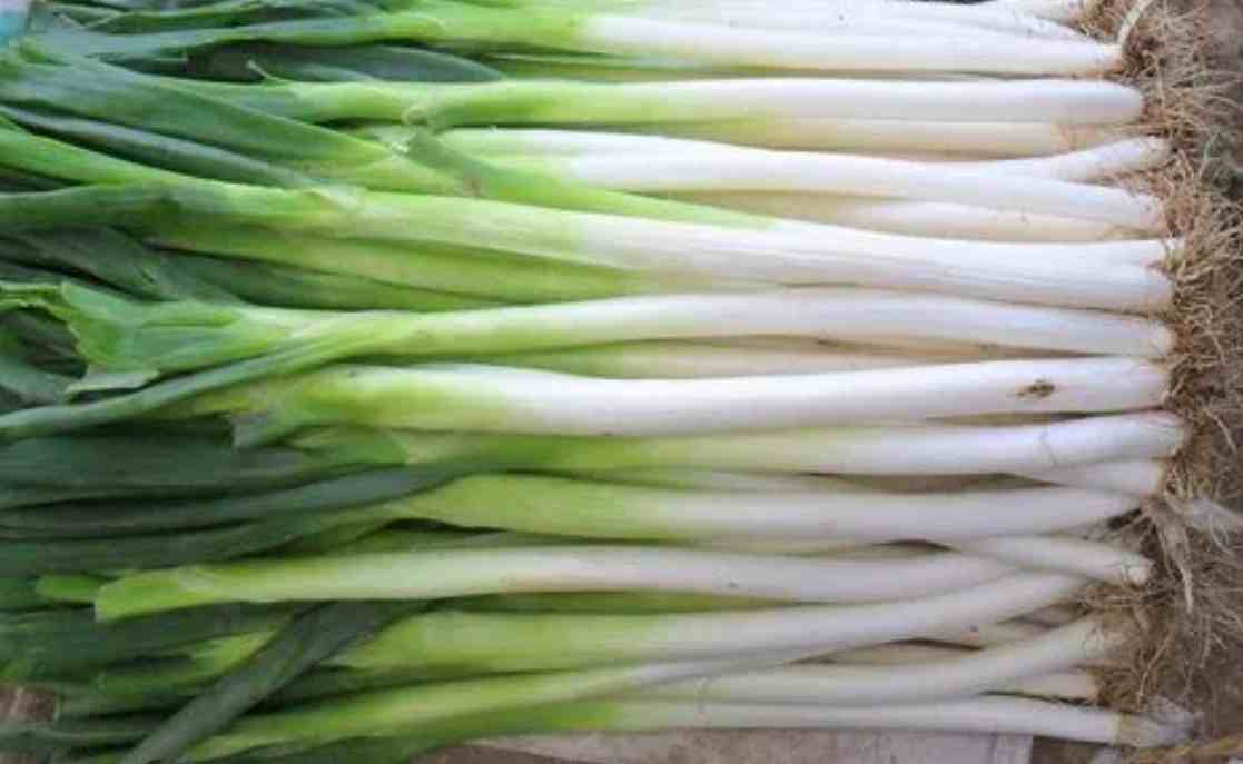 大蔥保鮮冷庫溫度多少度比較好 大蔥保鮮冷庫溫度多少度比較好