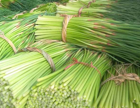 蒜苔冷庫(kù)如何正確保鮮儲(chǔ)存? 蒜苔冷庫(kù)如何正確保鮮儲(chǔ)存?