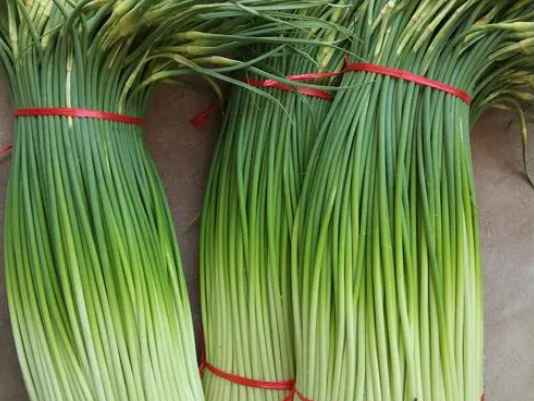 蒜苔冷庫(kù)如何正確保鮮儲(chǔ)存 蒜苔冷庫(kù)如何正確保鮮儲(chǔ)存