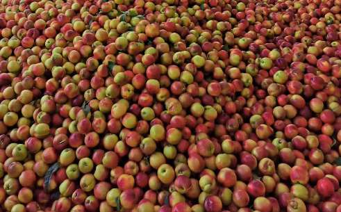 桃子冷庫的建造費用是多少錢