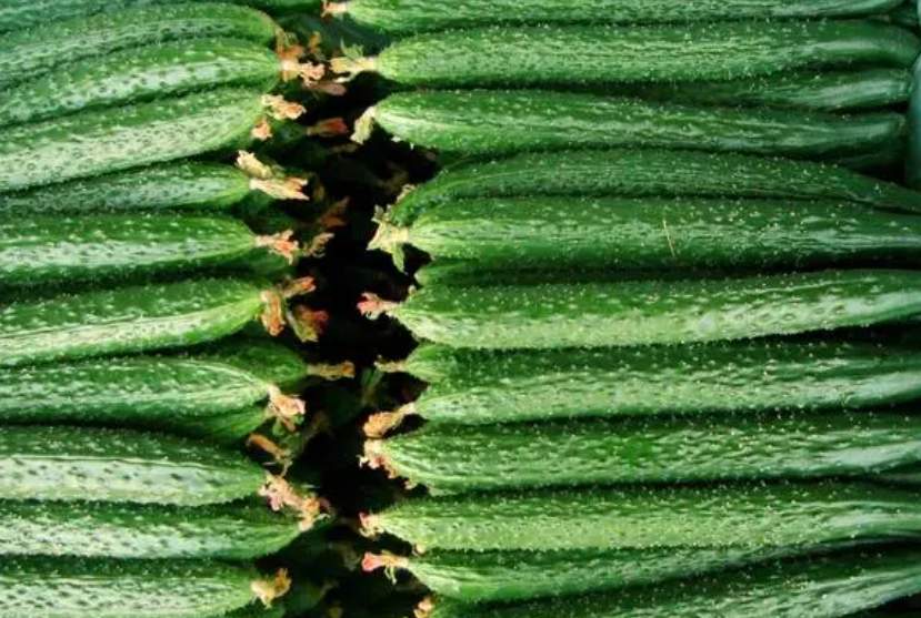 建900平米黃瓜保鮮冷庫安裝多少錢 建900平米黃瓜保鮮冷庫安裝多少錢